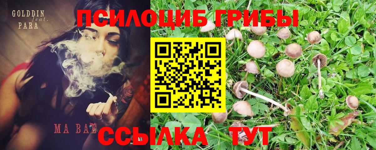 Асино  Псилоцибиновые грибы MAGIC MUSHROOMS  Вход с VPN 